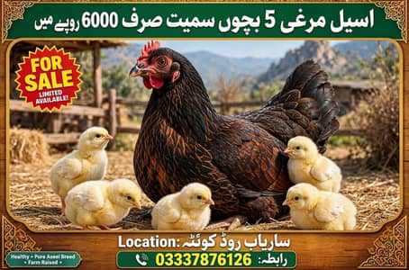 دیسی اصیل مرغی 5 بچوں سمیت برائے فروخت
