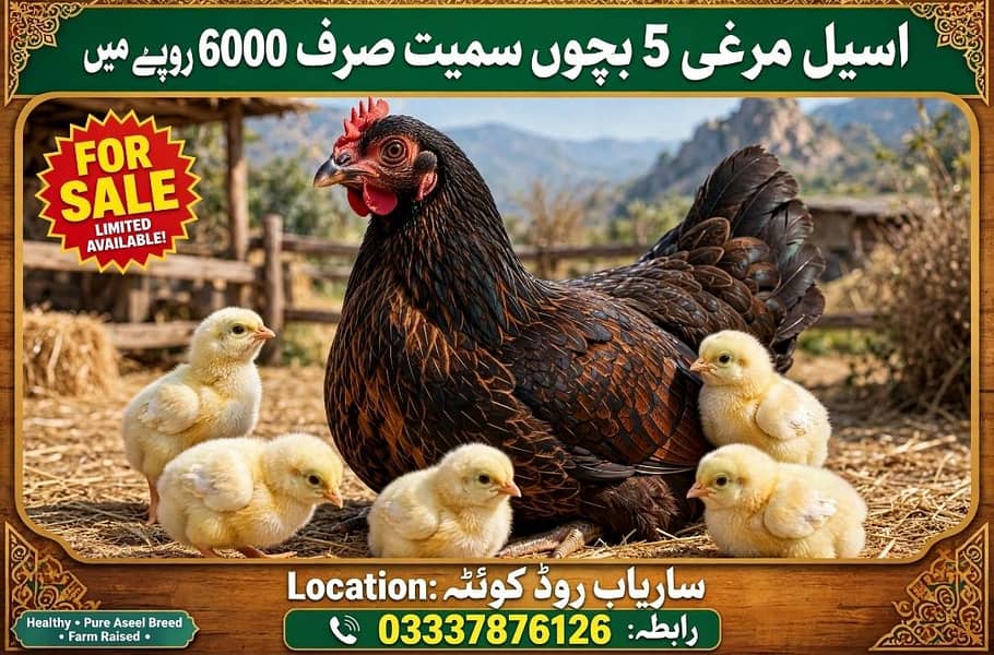 دیسی اصیل مرغی 5 بچوں سمیت برائے فروخت 0
