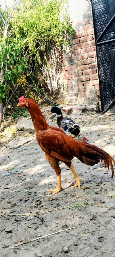 Aseel powerfully breed