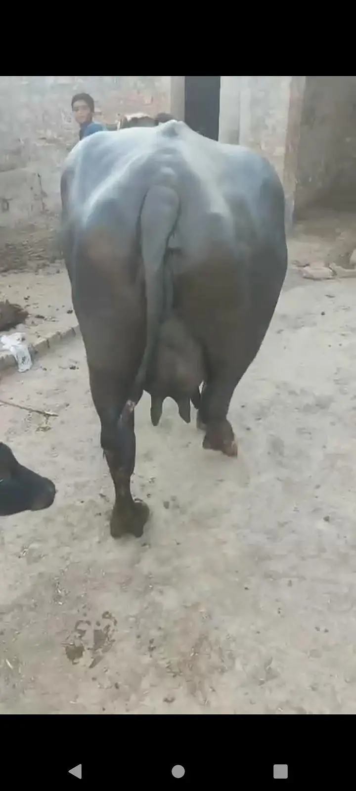 TAZI BHENS 20 DIN KI SOI — photo 3