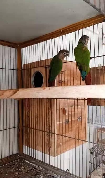 Green cheek conure breeder pair  for sale 03350763912