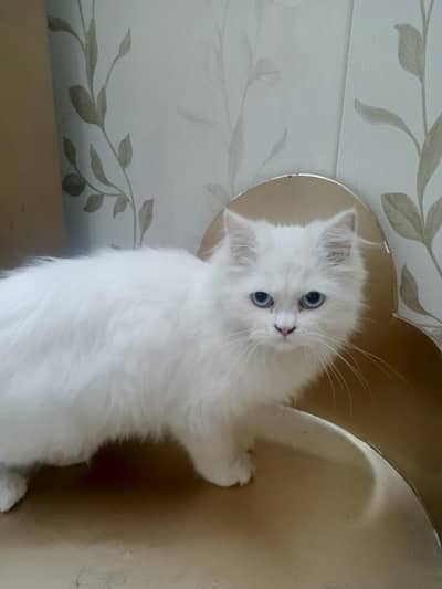 Persian