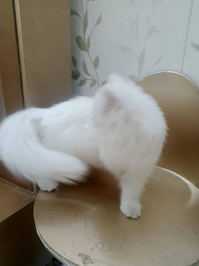 Persian 1