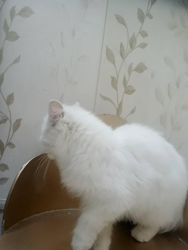 Persian 2