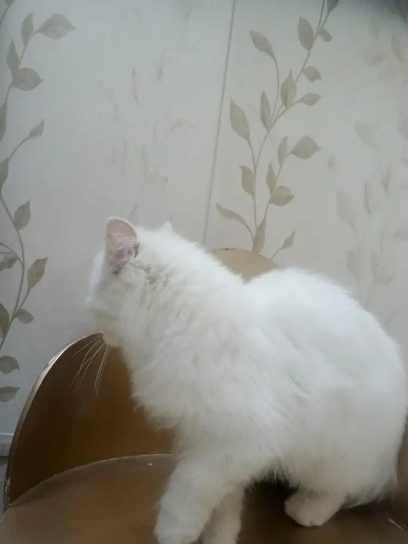 Persian — photo 3