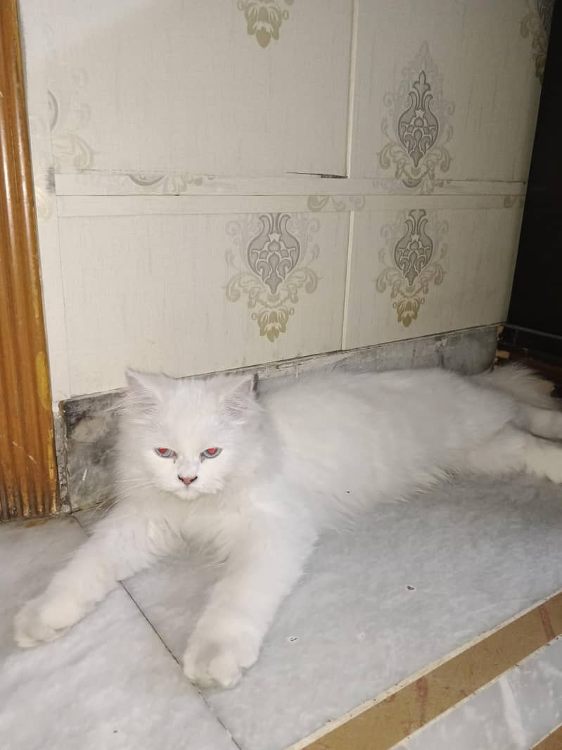 Persian 3