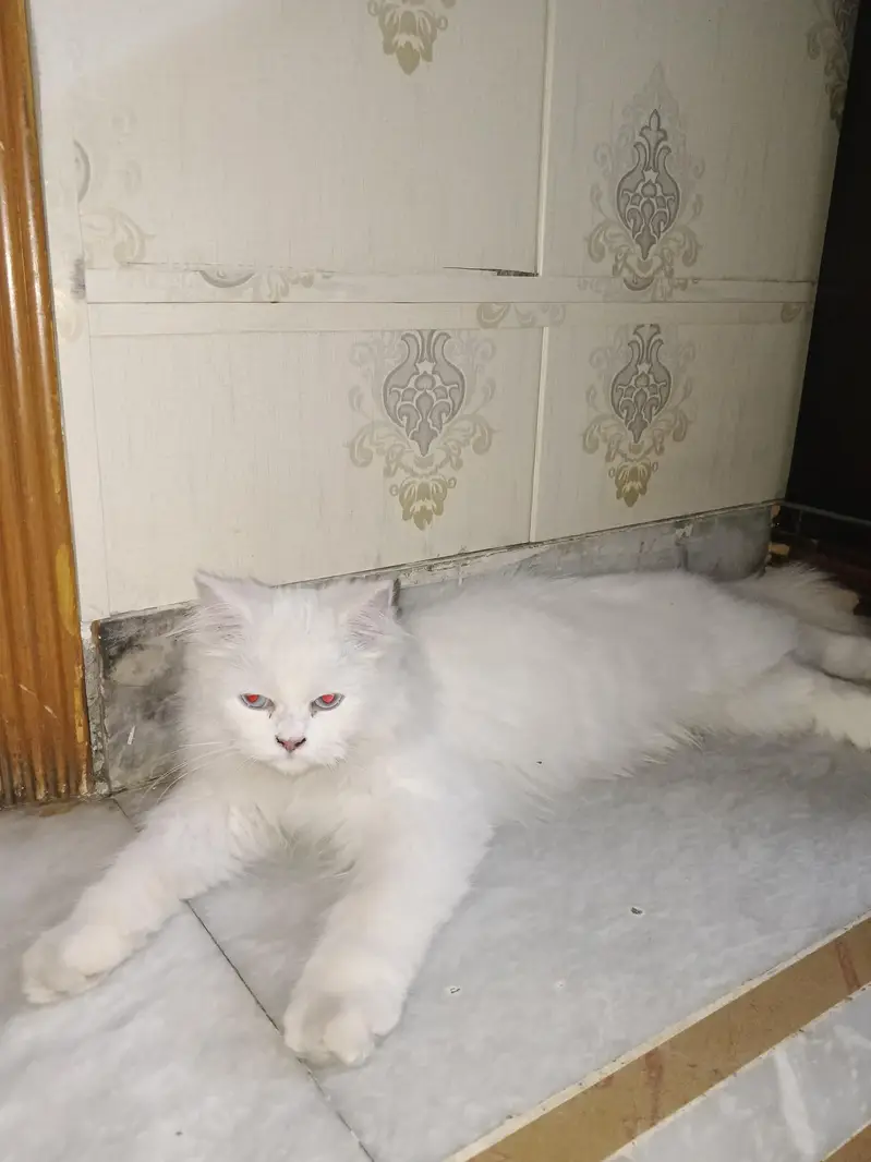 Persian — photo 4