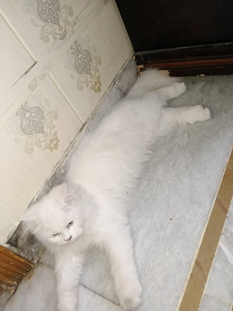 Persian 4