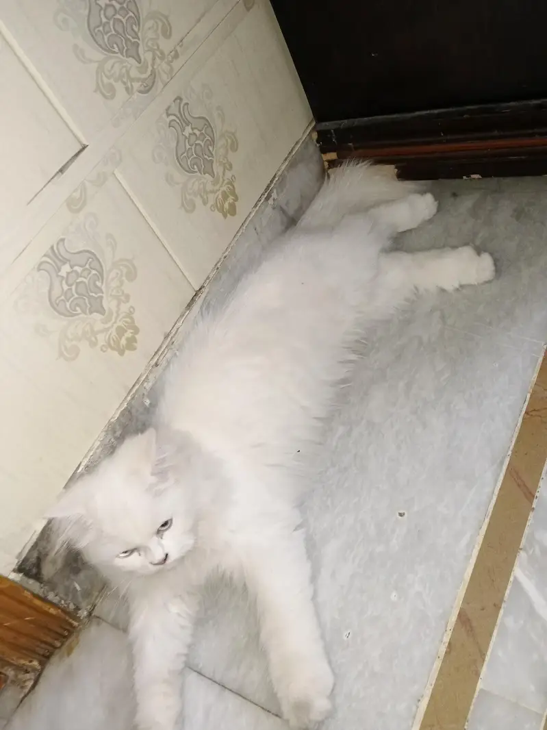 Persian — photo 5