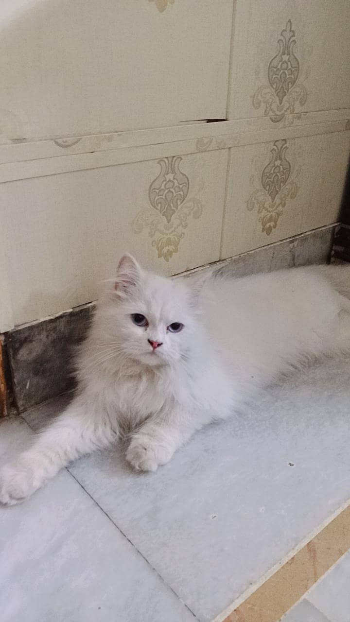 Persian 5