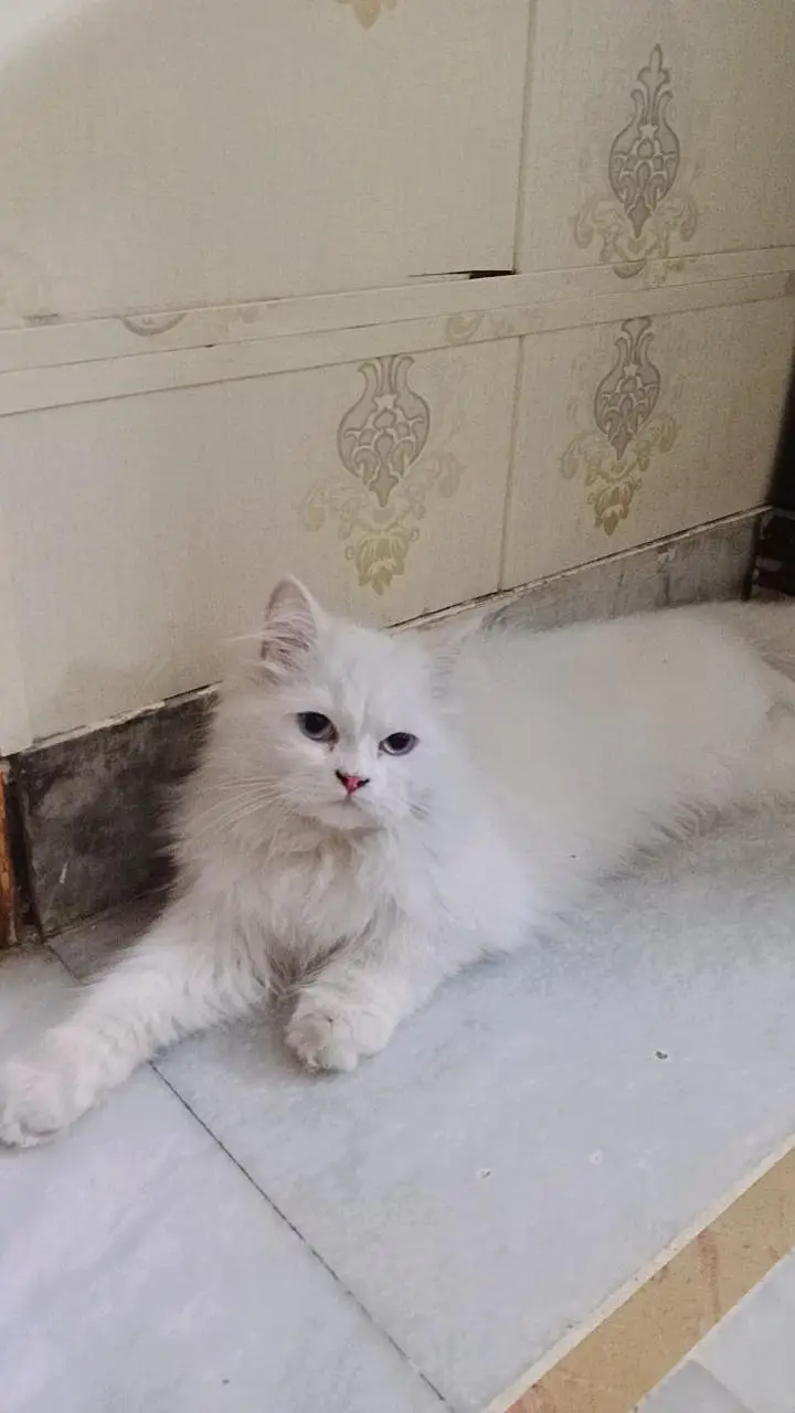 Persian — photo 6