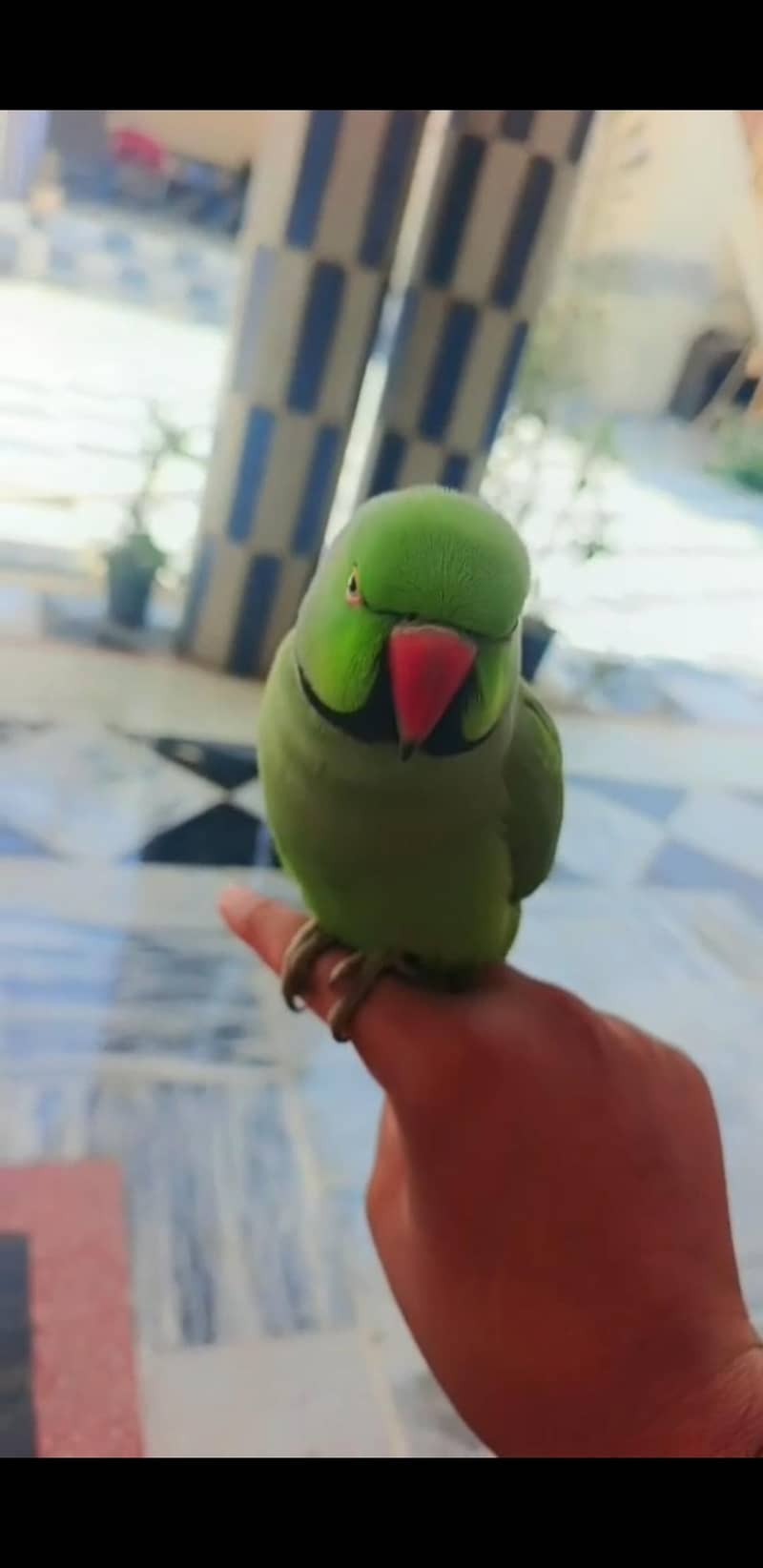 green ringnack 0