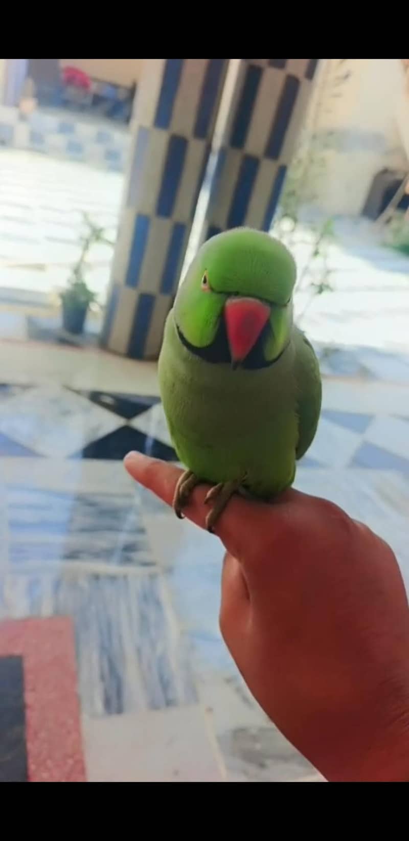 green ringnack 1
