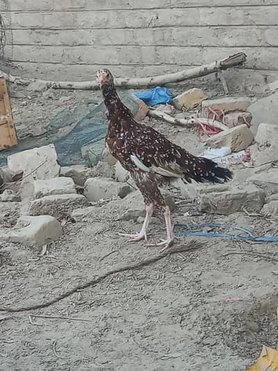 Sindhi Aseel  0314-357177-3