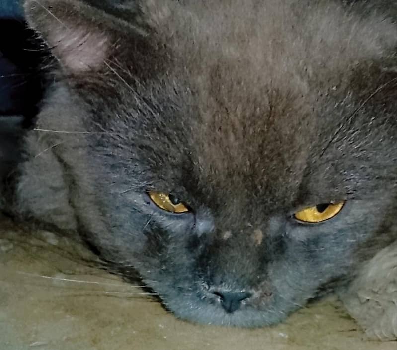 Persian cat 0