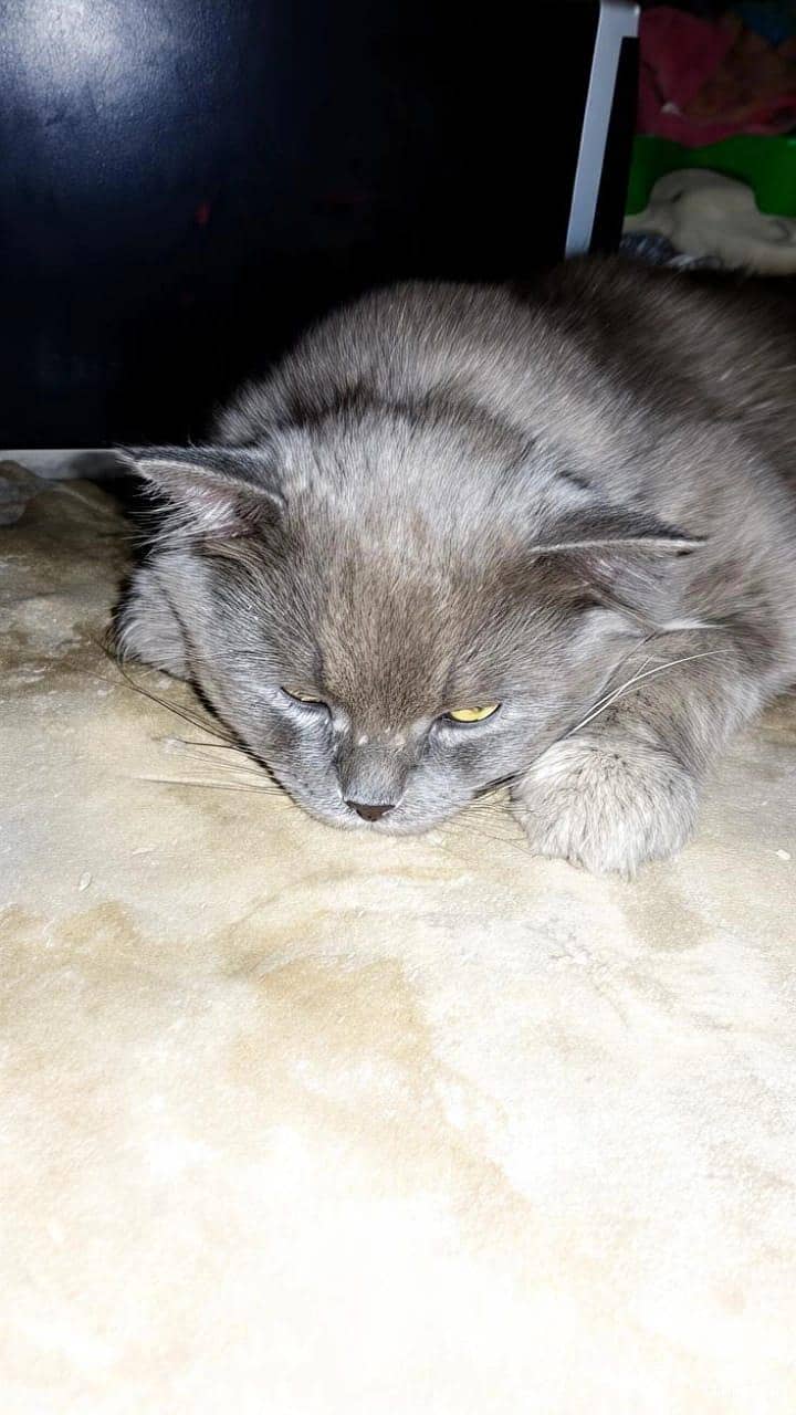 Persian cat 3