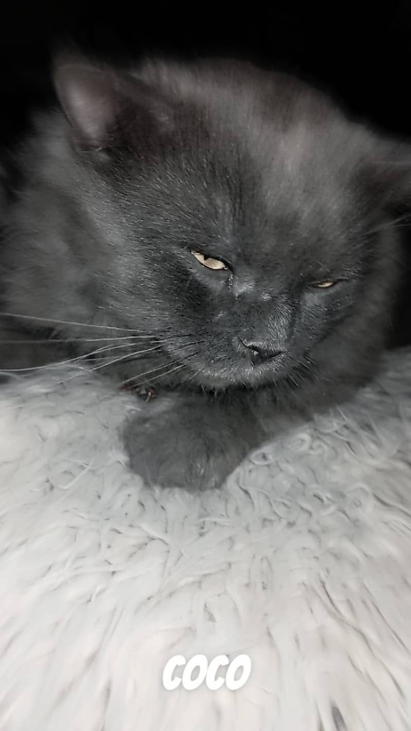 Persian cat 4