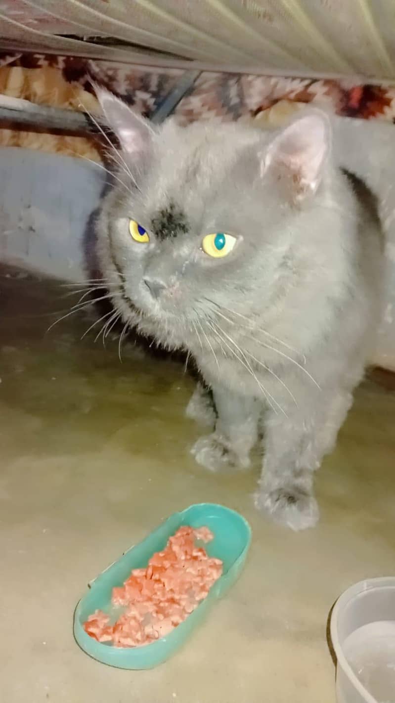 Persian cat 5