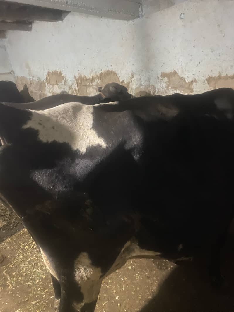 Big cow 1