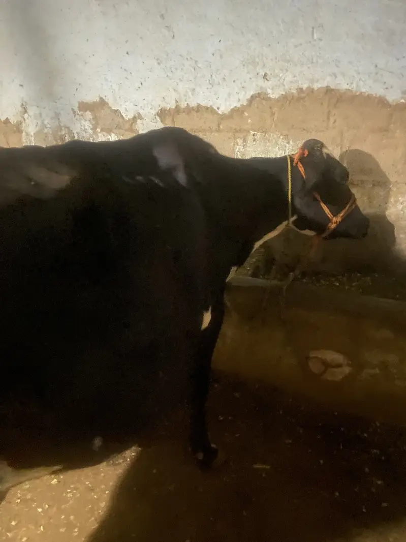 Big cow — photo 3