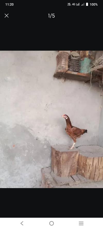 4 madia Thai croes ak anday da rahi ha per piece 3500