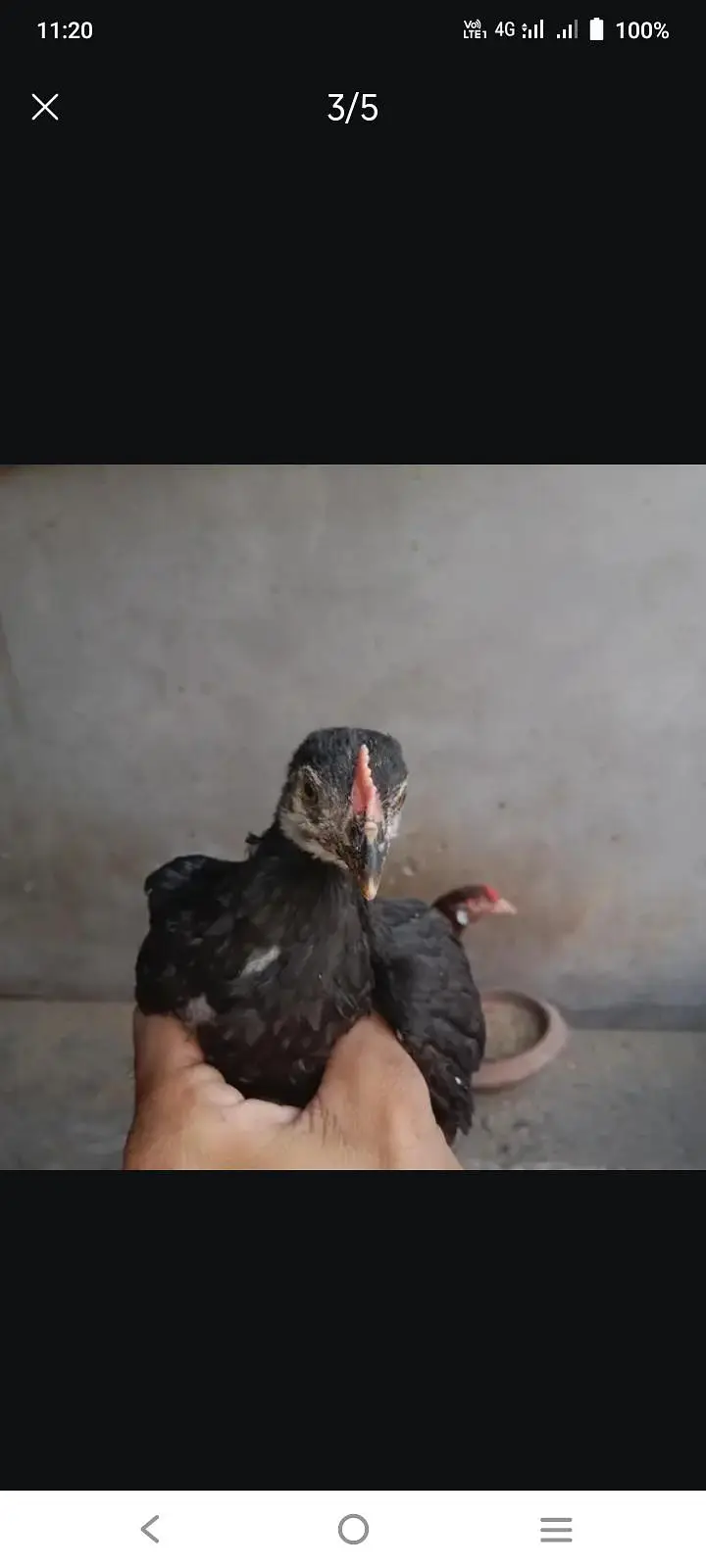 4 madia Thai croes ak anday da rahi ha per piece 3500 — photo 5