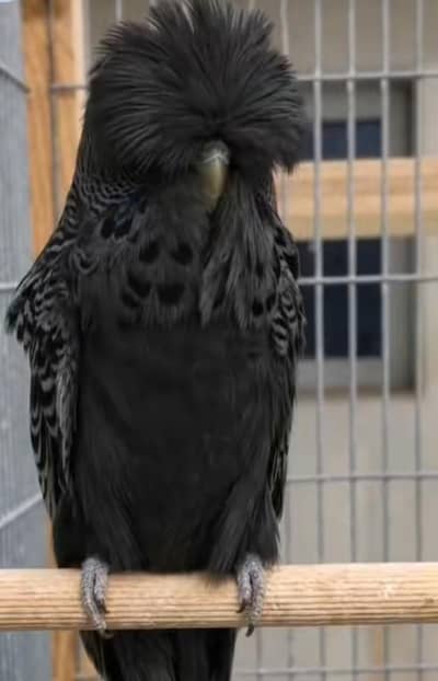 Australian parrot under exhibition breeder pair jambo size