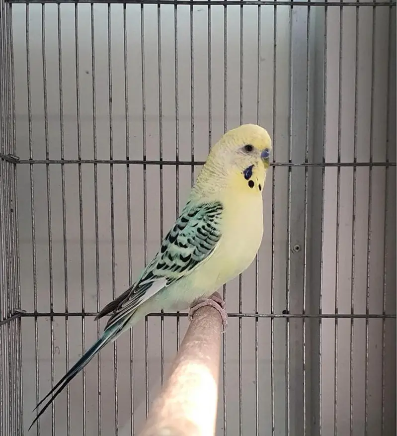 Australian parrot under exhibition breeder pair jambo size — photo 2