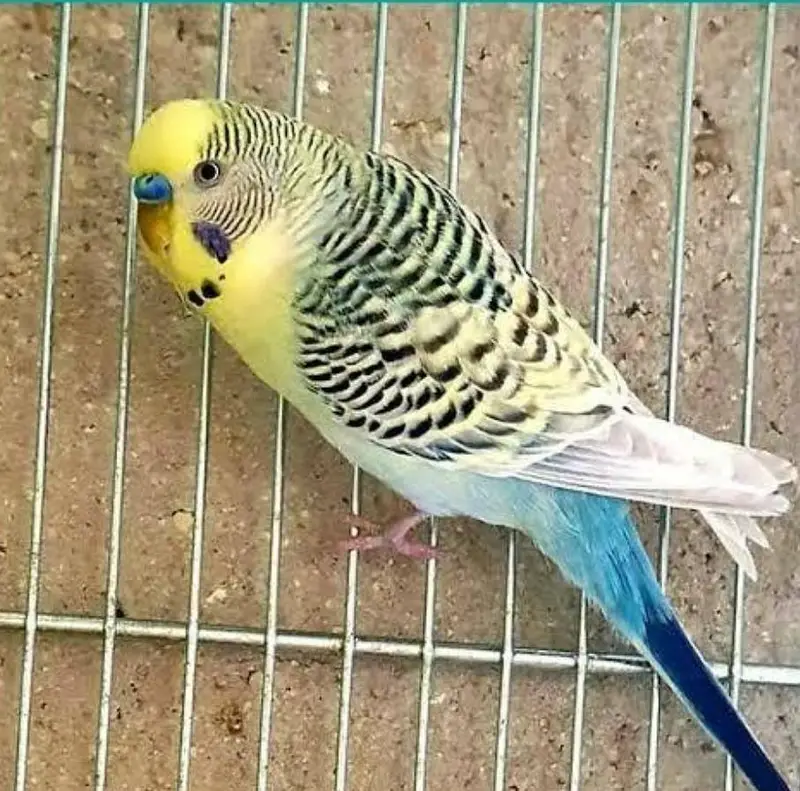 Australian parrot under exhibition breeder pair jambo size — photo 3