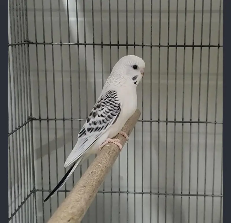 Australian parrot under exhibition breeder pair jambo size — photo 4