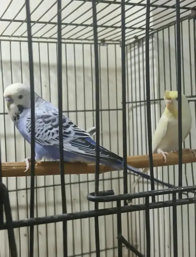 Australian parrot under exhibition breeder pair jambo size — photo 5