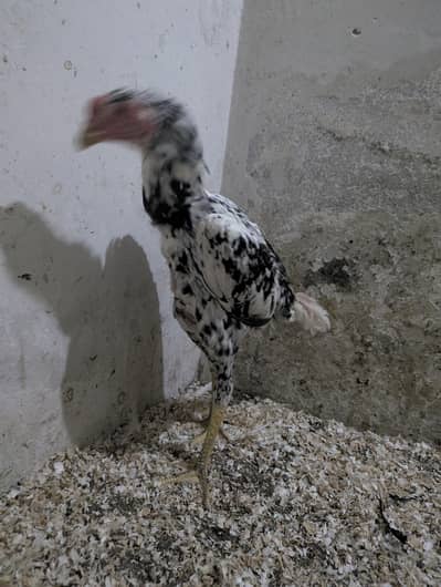 Coco Shamoo Aseel Murgha for Sale – 7 Months Old