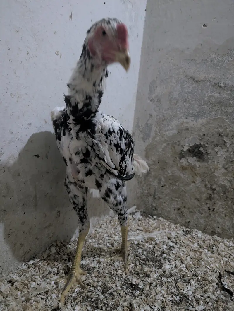 Coco Shamoo Aseel Murgha for Sale – 7 Months Old — photo 2