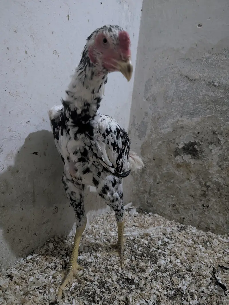 Coco Shamoo Aseel Murgha for Sale – 7 Months Old — photo 3