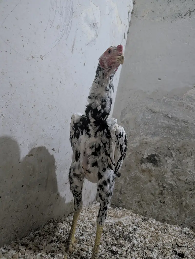 Coco Shamoo Aseel Murgha for Sale – 7 Months Old — photo 4