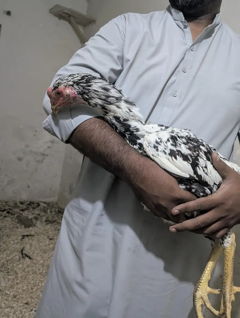 Coco Shamoo Aseel Murgha for Sale – 7 Months Old — photo 5