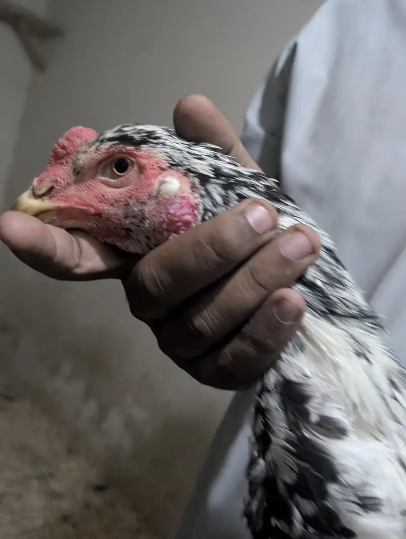 Coco Shamoo Aseel Murgha for Sale – 7 Months Old — photo 6