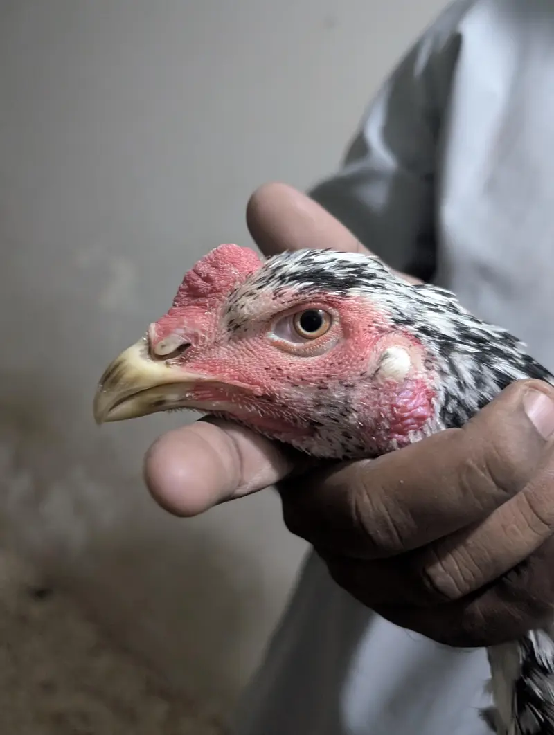 Coco Shamoo Aseel Murgha for Sale – 7 Months Old — photo 7