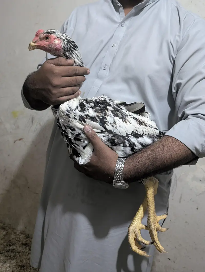Coco Shamoo Aseel Murgha for Sale – 7 Months Old — photo 8