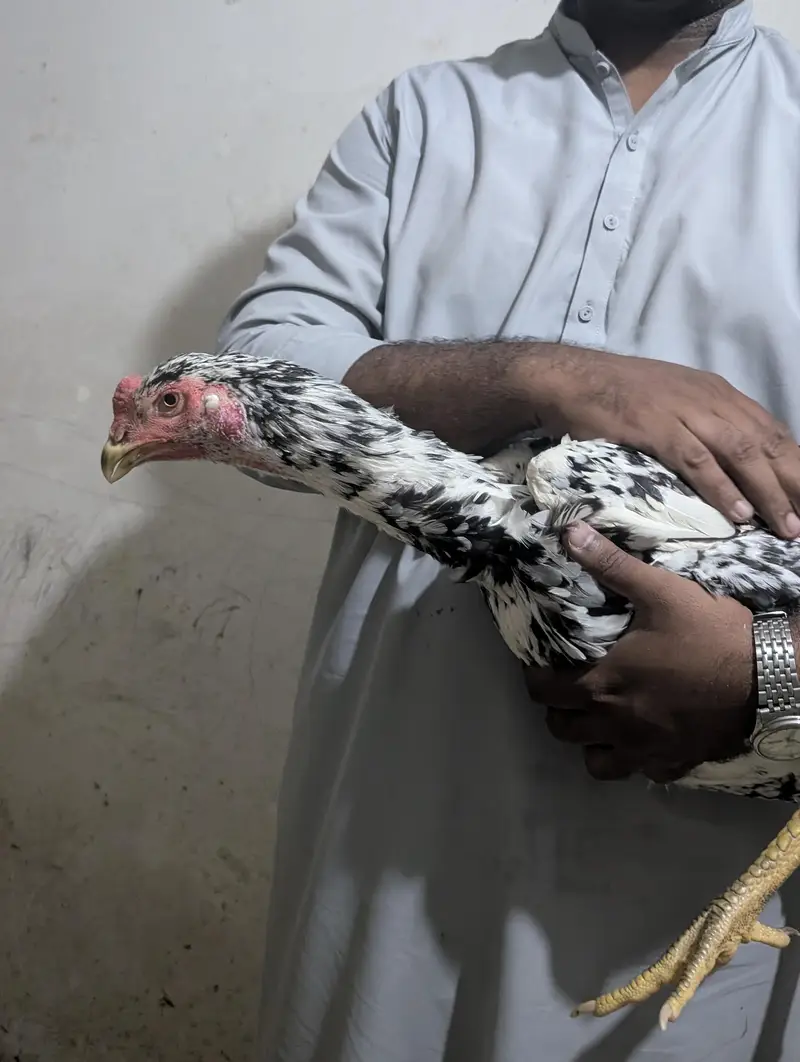 Coco Shamoo Aseel Murgha for Sale – 7 Months Old — photo 9