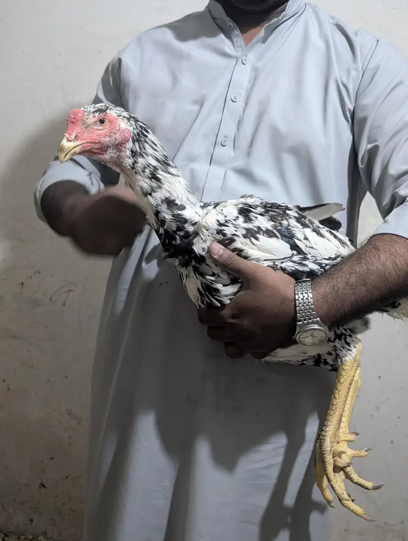 Coco Shamoo Aseel Murgha for Sale – 7 Months Old — photo 10