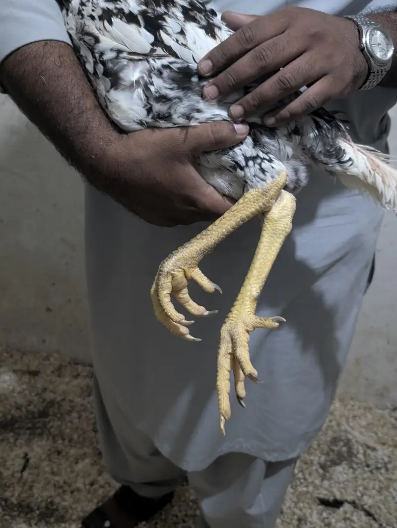 Coco Shamoo Aseel Murgha for Sale – 7 Months Old — photo 11