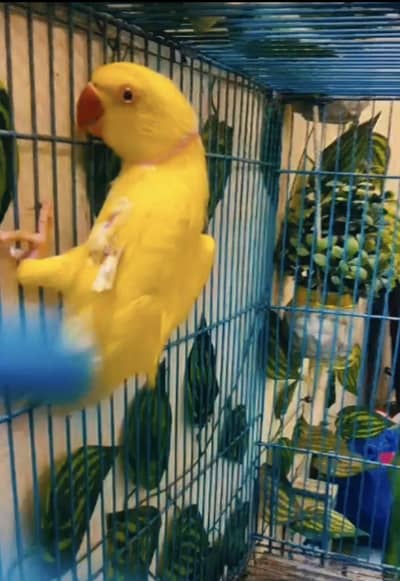 Male Parrot for Sale