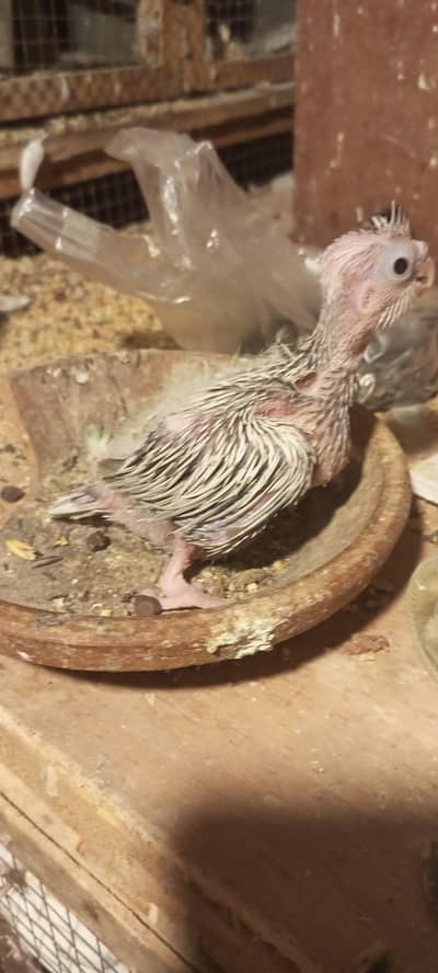 eno paid cocktail chick