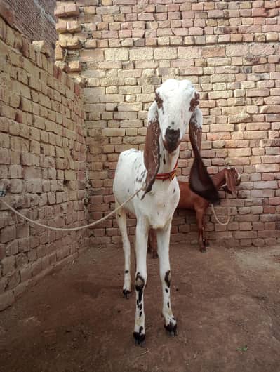 dasi padth for sale