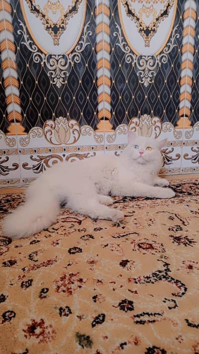 Persian white male cat
