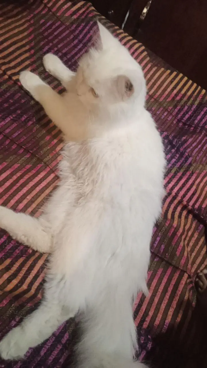 Persian white male cat — photo 3