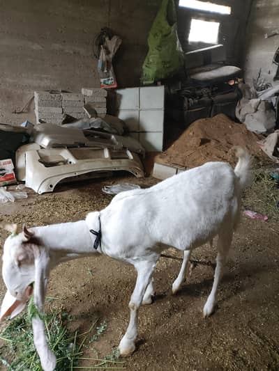 gulabi