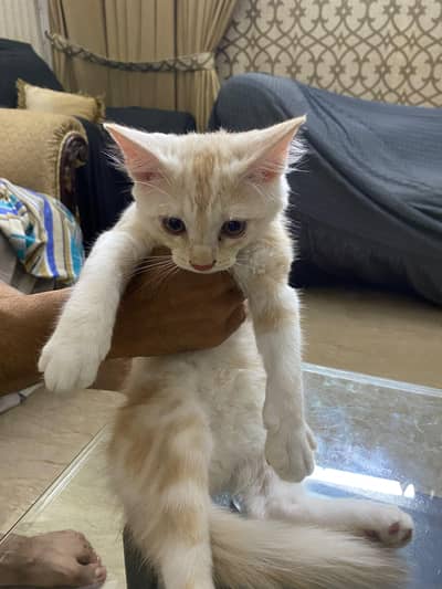 Persian