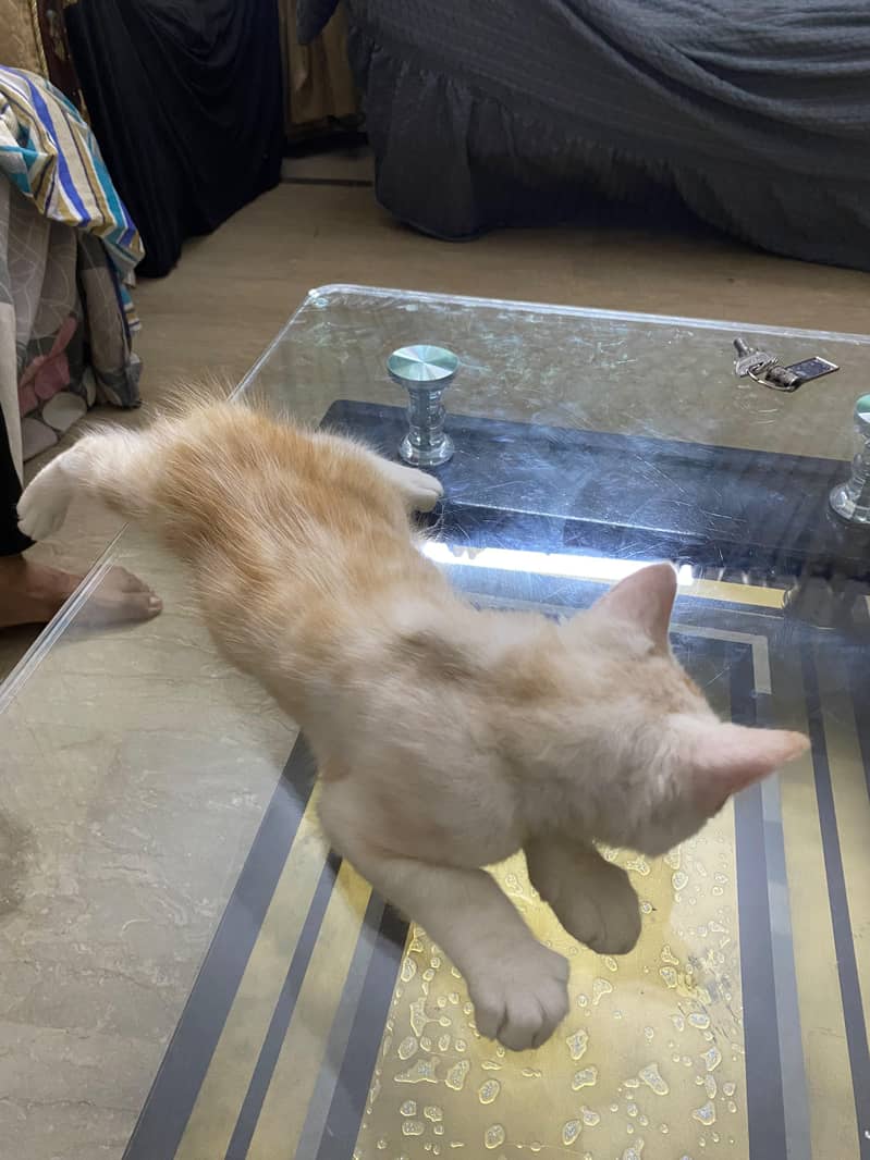 Persian 1